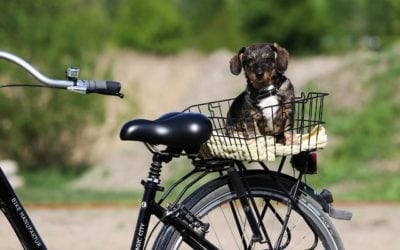 Veterinary Medicine is Like Riding a Bike