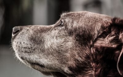 Why I Support Pet Owners Who Drop Their Pets Off for Euthanasia