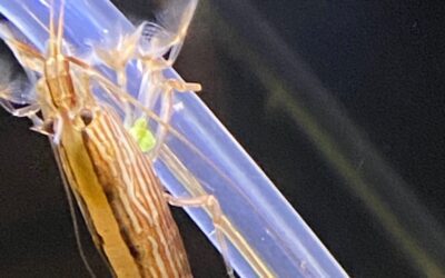 Everything You Need to Know About Bravery Can be Learned from a Bamboo Shrimp